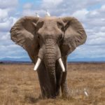 elephant-sized-jumbo-loan